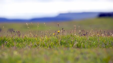 Grass and wildflowers on a blurred background.の写真素材
