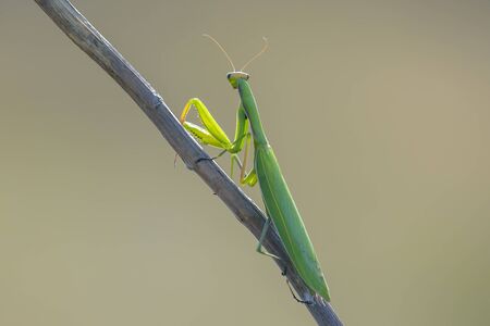 green mantis on a branch close-upの写真素材
