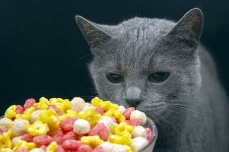 gray cat with interesting smells dry color snack. Colored light snacks. Diet and calories. Dessert food.の写真素材