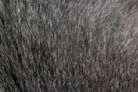 gray cat fur very close up. background and texture