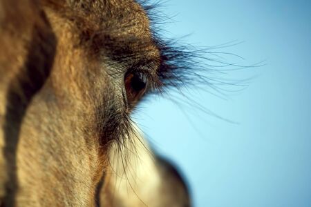 close up eye of a camel mammalの写真素材
