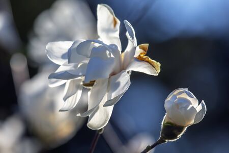 Spring flowering magnolia tree. Fragrant flower. Flora and Botany
の写真素材