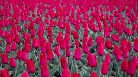large field of blooming red tulips. flowers and botanyの写真素材