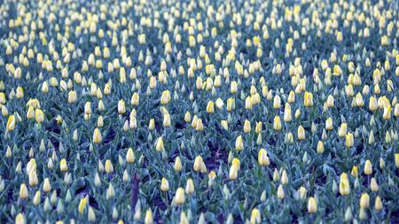 large field of blooming yellow tulips. flowers and botanyの写真素材