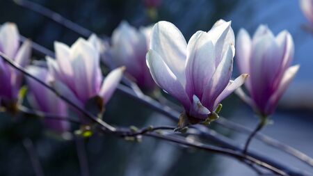 head of blooming magnolia. botany and flowersの写真素材