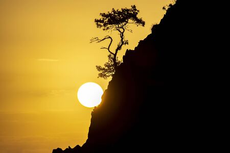 lonely pine grows on a rock in the Sunny dawnの写真素材