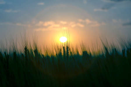 Silhouette of growing wheat against the backdrop of a sunny sunset sky. Agronomy and agriculture. Food industry.の写真素材