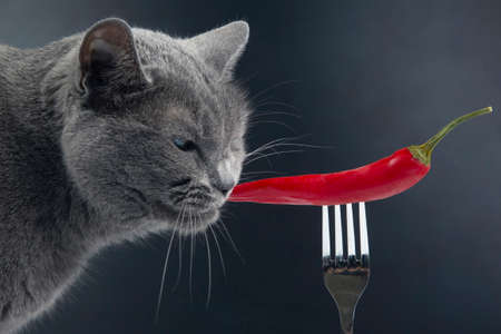 gray cat sniffs red hot pepper. food and pets. curiosity and sense of smellの写真素材