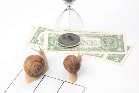 the snail is in a hurry to win in speed for the right to receive money. competition for the...