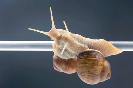 Helix pomatia. snails hang from a plastic tube. romance and relationships in the animal kingdom. mollusc and invertebrate. delicacy meat and gourmet foodの写真素材