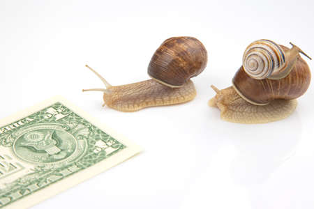 The snails compete first to reach the finish line with money. metaphor for business. time for success. persistence and speed of decision making. speed and financial victoryの写真素材