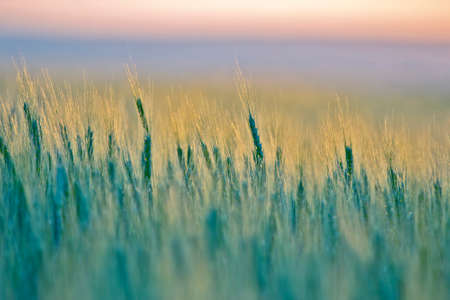 Growing wheat. Agronomy and agriculture. Food industry.の写真素材