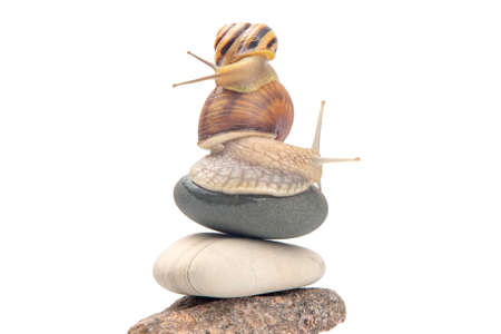 Helix pomatia. Snail on top of a stone pyramid. mollusc and invertebrate. delicacy meat and gourmet food.の写真素材