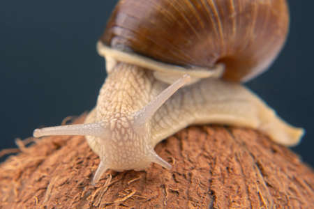 Helix pomatia. grape snail on a coconut on a dark background. mollusc and invertebrate. gourmet...