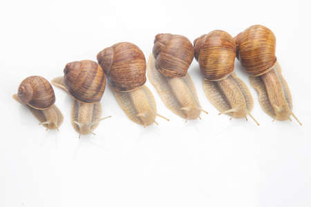 Helix pomatia. grape snail on a white background. mollusc and invertebrate. delicacy meat and...