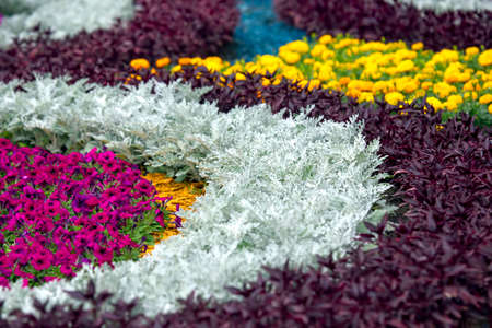 pink decorative flowers on a decorated flower bed. botany and decoration of city streetsの写真素材