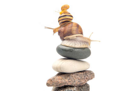 Helix pomatia. Snails on top of each other balance on top of a stone pyramid. mollusc and invertebrate. delicacy meat and gourmet food.の写真素材