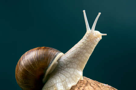 Helix pomatia. grape snail on a coconut on a dark background. mollusc and invertebrate. gourmet...