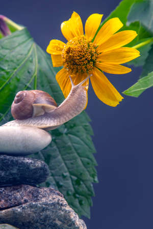 Helix pomatia. The snail is drawn to the scent of a yellow flower. mollusc and invertebrate. delicacy meat and gourmet food.の写真素材