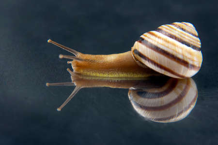 Helix pomatia. grape snail. mollusc and invertebrate. delicacy meat and gourmet food
