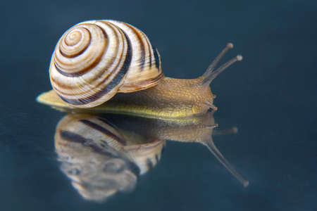 Helix pomatia. grape snail. mollusc and invertebrate. delicacy meat and gourmet foodの写真素材