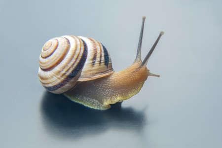 Helix pomatia. grape snail. mollusc and invertebrate. delicacy meat and gourmet food.