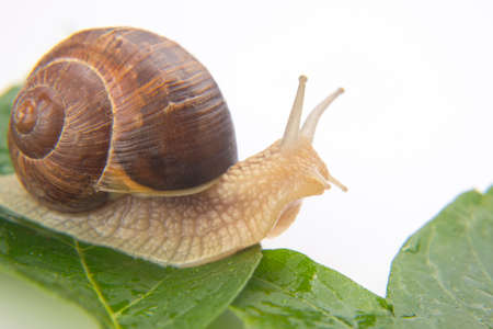 Helix pomatia. grape snail crawling on green leaves. mollusc and invertebrate. delicacy meat and...