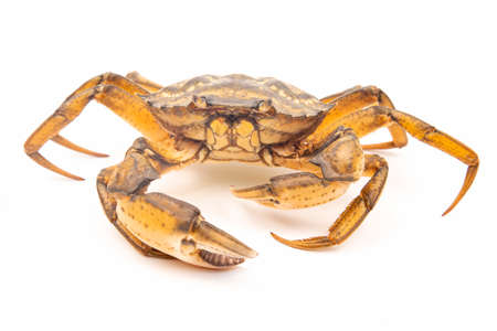 Sea herbal arthropod crab on a white background