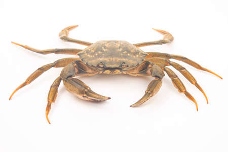 sea â€‹â€‹crab on a white background.