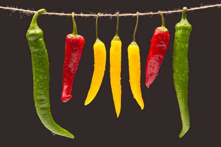 Colored hot chili on a dark background. Pepper. Vegetable vitamin food.の写真素材