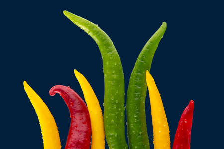 Colored hot chili on a dark background. Pepper. Vegetable vitamin food.の写真素材