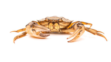 sea ââcrab on a white backgroundの写真素材