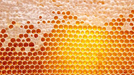 the honey in the comb to the light closeup.の写真素材