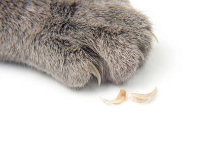 molting and replacing the claws of the cat paws. mammalian veterinary