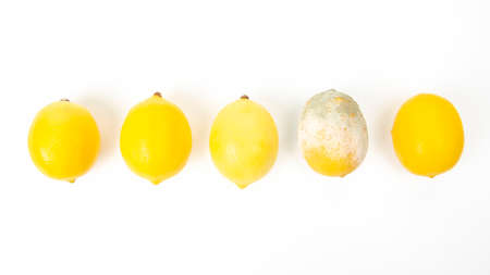 Rotten lemon next to fresh lemons on a white backgroundの写真素材