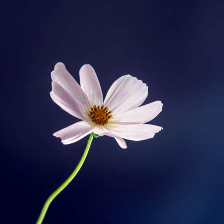 white flower on a dark blue backgroundの写真素材