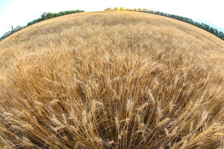 field crops grown with wheat. Agronomy and agriculture. Food industry.の写真素材