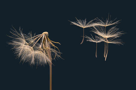 Dandelion seeds flying next to a flower on a dark blue background