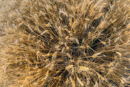 field crops grown with wheat. Agronomy and agriculture. Food industry.の写真素材