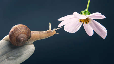 Helix pomatia. snail on a stone pyramid stretches to reach a white flower. mollusc and invertebrate. delicacy meat and gourmet food.の写真素材