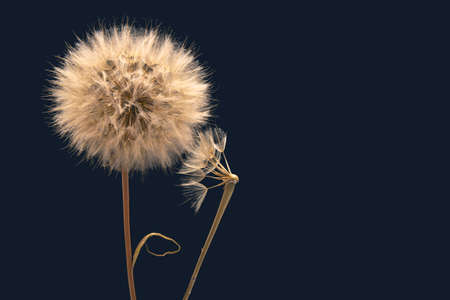 Dandelion seeds flower on a dark blue background
