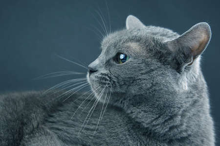 Studio portrait of a beautiful gray cat on dark background. pet mammal animal predatorの写真素材