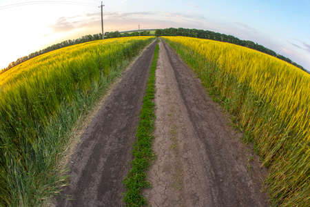 wheat field in sunlight. nature and landscapeの写真素材