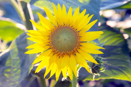 blooming sunflowers in sunlight. Agronomy, agriculture and botany.