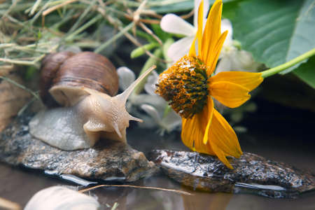 grape snail is actively crawling in nature. mollusc and invertebrate. delicacy meat and gourmet foodの写真素材