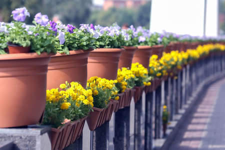 decorative flowers in baskets along the marble parapetの写真素材