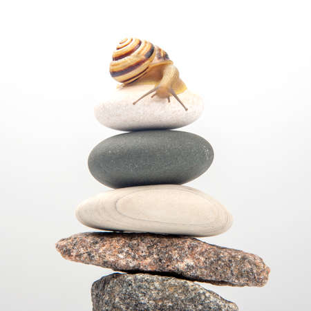 Helix pomatia. Snail on top of a stone pyramid. mollusc and invertebrate. delicacy meat and gourmet foodの写真素材