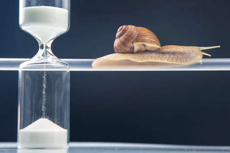 Helix pomatia. snails hang from a plastic tube. mollusc and invertebrate. delicacy meat and gourmet...