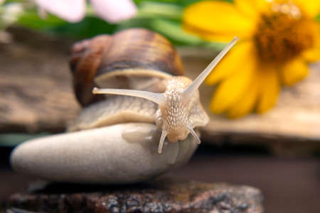 grape snail is actively crawling in nature. mollusc and invertebrate. delicacy meat and gourmet food