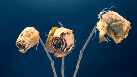 dry rose on dark background